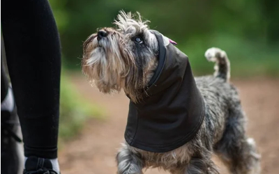 Durch Größenvielfalt für (fast) alle Hunde einsetzbar