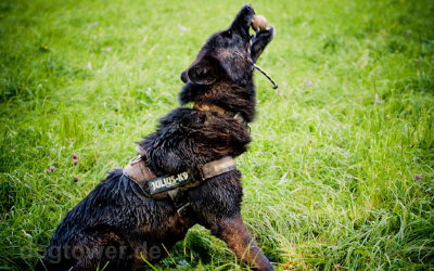 Robustes Hundespielzeug, auch für große Hunde