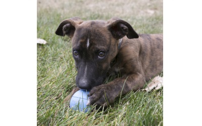 KONG Puppy Ball w/ Hole