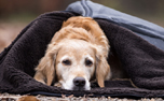 DRYUP Warmup Blanket BIG Hundedecke