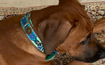 DWAM Dog with a mission Leder Hundehalsband Boho Juan
