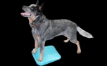 FitPAWS® Paw Pods 4-Pack