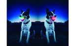 Nite Ize GlowStreak leuchtender Hundeball
