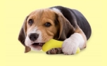 United Pets Hundespielzeug Gustosso yellow